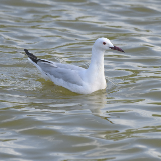 Gabbiano roseo (Chroicocephalus genei)