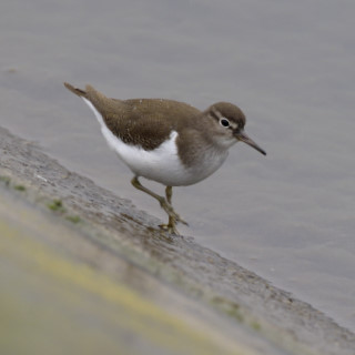 Piro piro piccolo (Actitis hypoleucos)