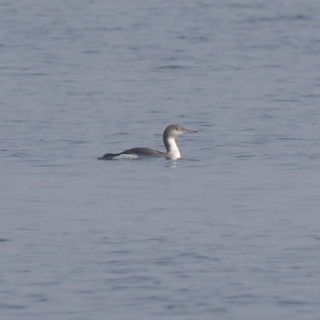 Strolaga mezzana (Gavia arctica)