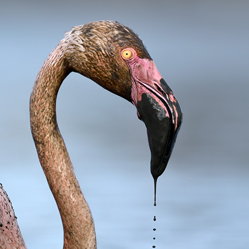 Camargue, terra di fenicotteri 2019 (II)