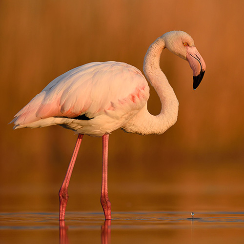 Camargue, terra di fenicotteri 2019