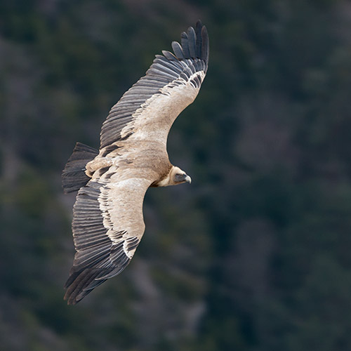 In volo con i grifoni 2020