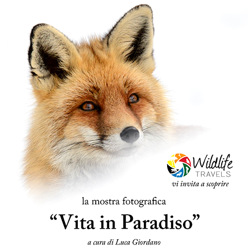 Vita in Paradiso