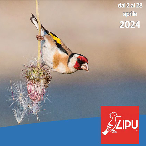 2 Aprile 2024 - Corso di Birdwatching presso la sede LIPU di Torino