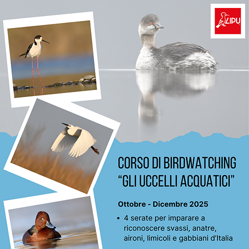2 Ottobre 2025 - Corso di Birdwatching presso la sede LIPU di Torino