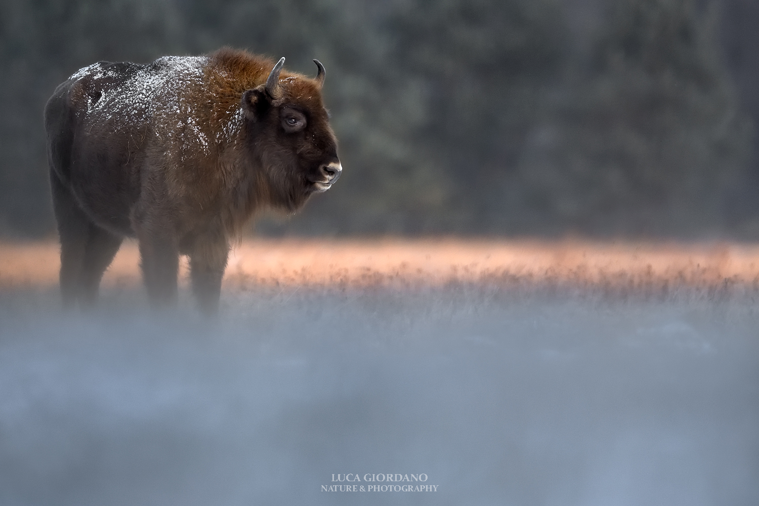 Nella terra dei bisonti