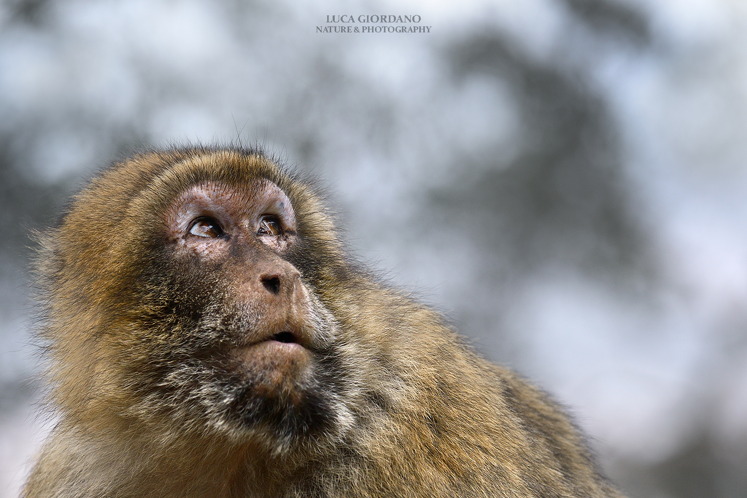 I macachi di Gibilterra