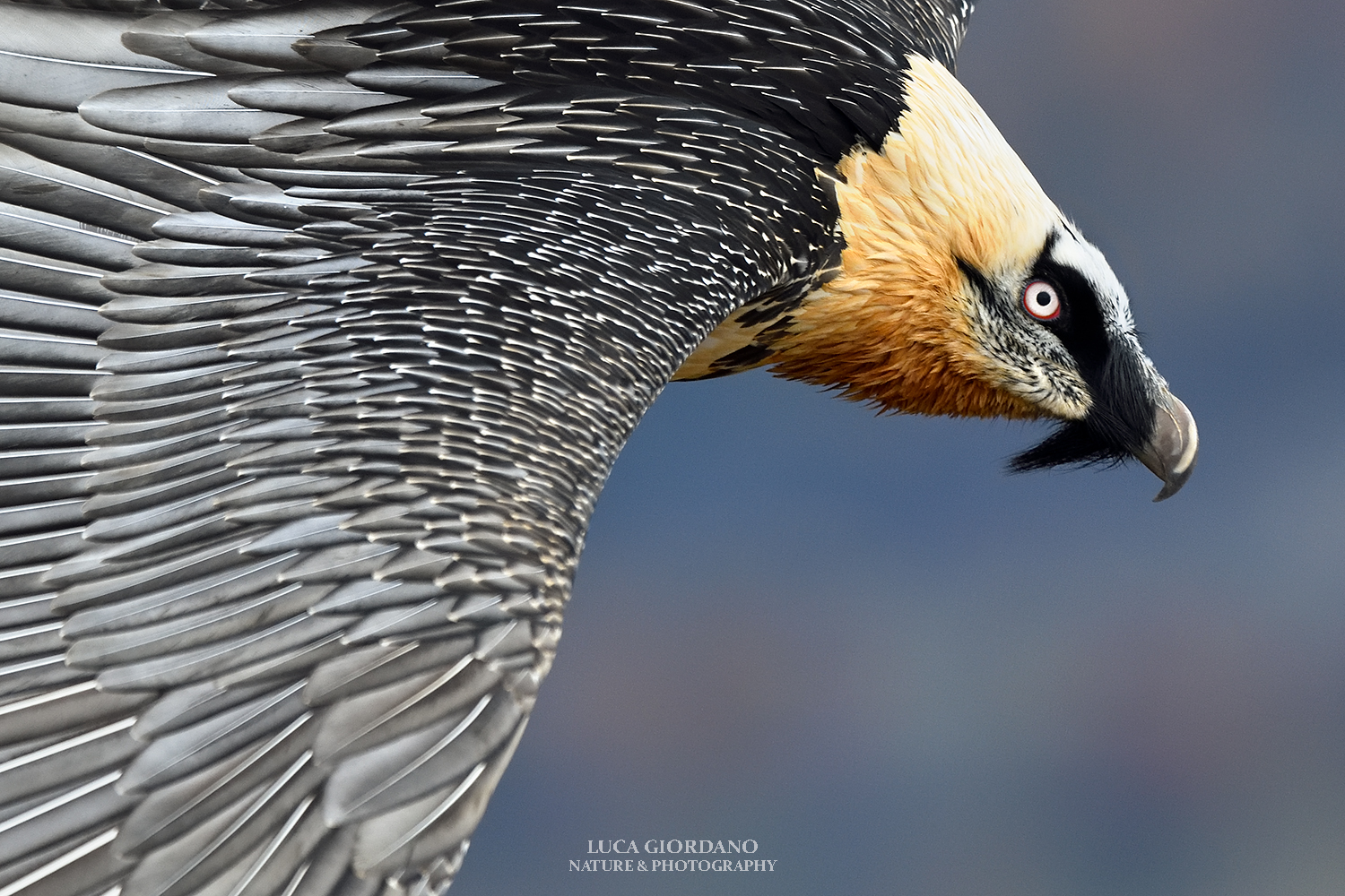 La fauna alpina